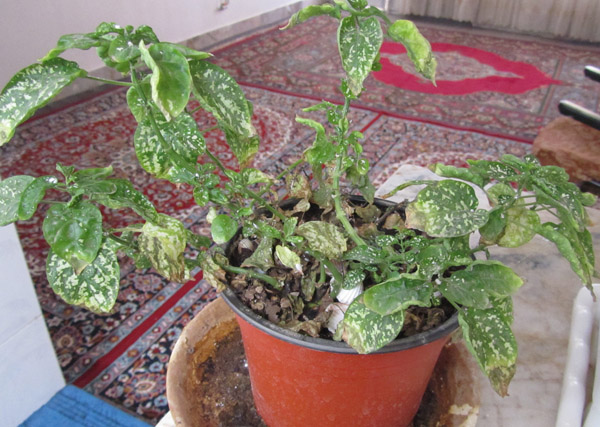 تصویر پرسش و پاسخ گیاه