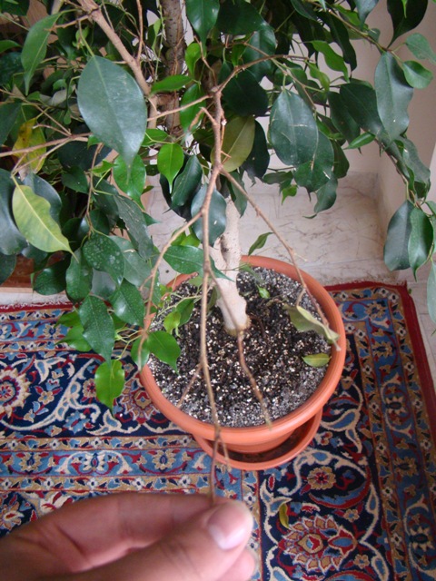 تصویر پرسش و پاسخ گیاه