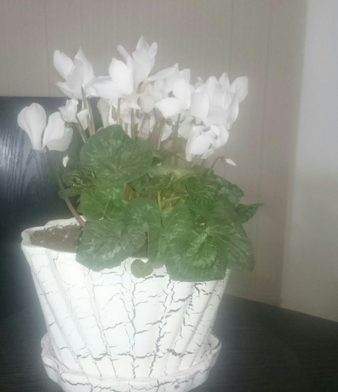 تصویر پرسش و پاسخ گیاه