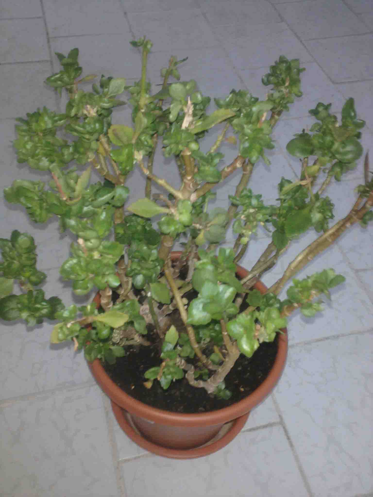تصویر پرسش و پاسخ گیاه