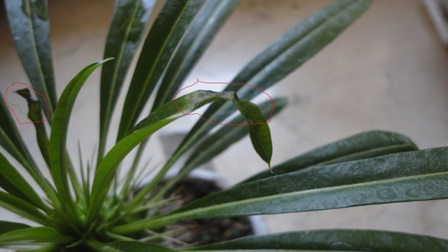 تصویر پرسش و پاسخ گیاه