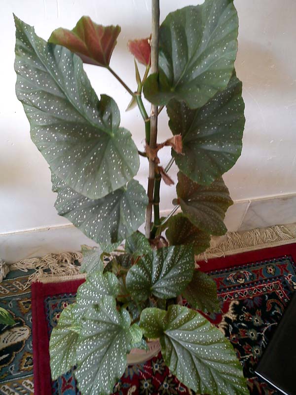 تصویر پرسش و پاسخ گیاه