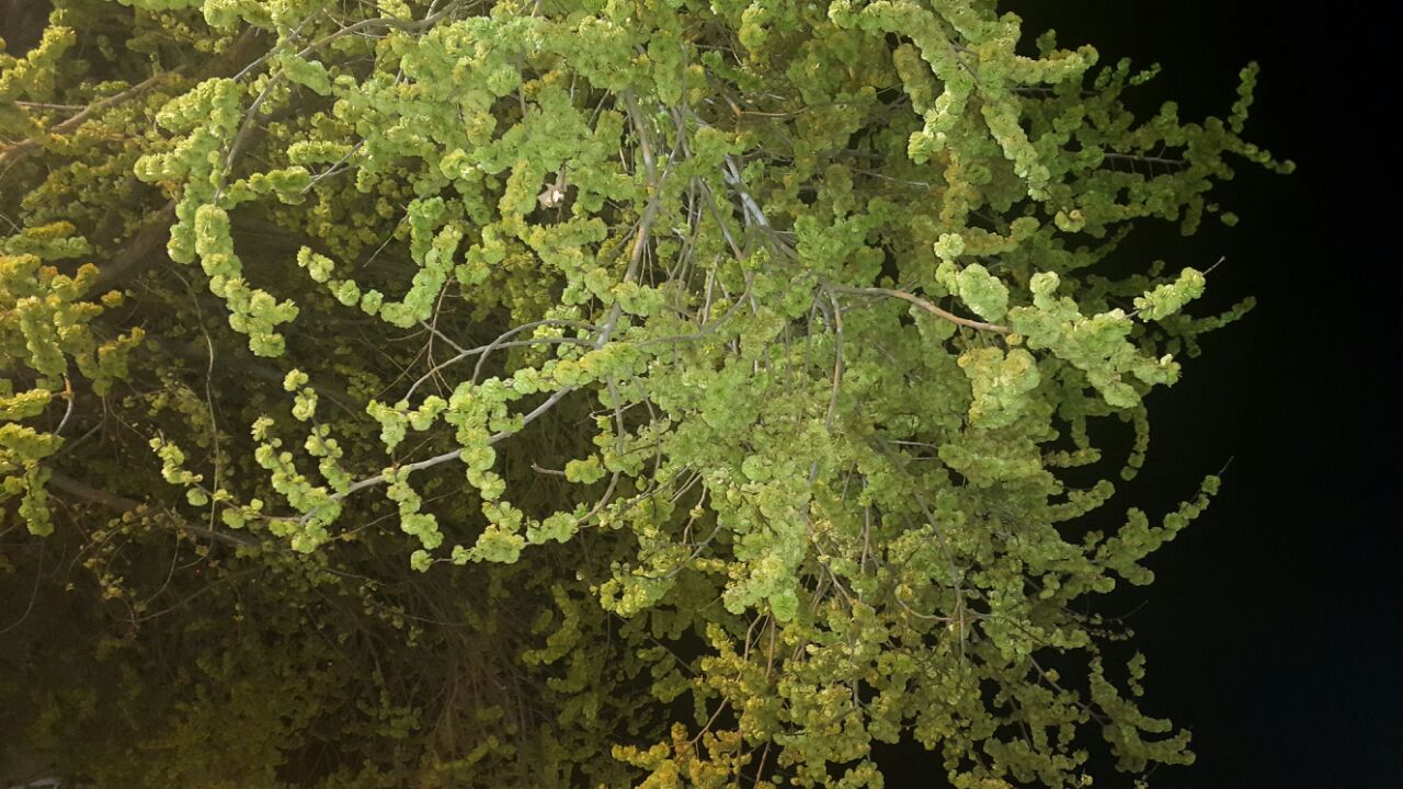 تصویر پرسش و پاسخ گیاه