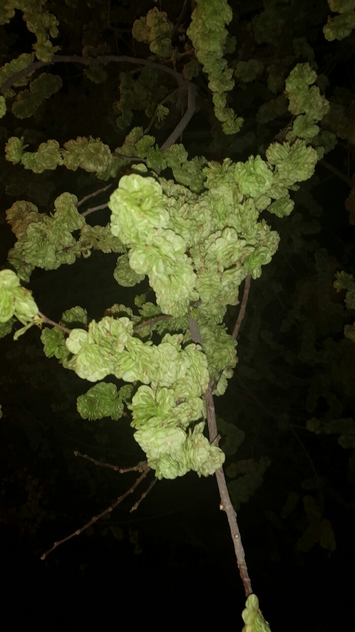 تصویر پرسش و پاسخ گیاه