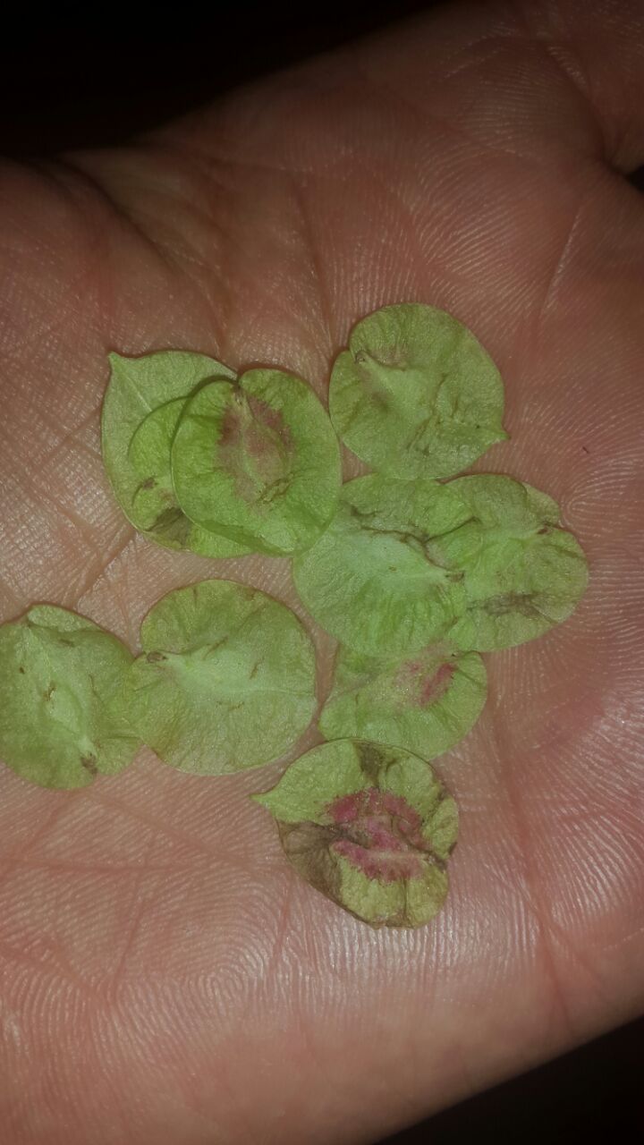 تصویر پرسش و پاسخ گیاه