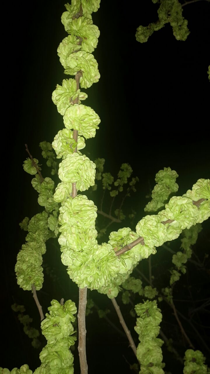 تصویر پرسش و پاسخ گیاه