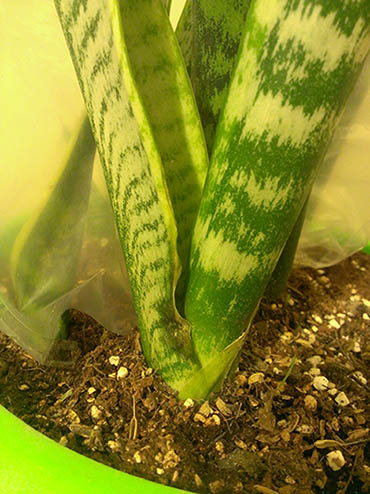 تصویر پرسش و پاسخ گیاه