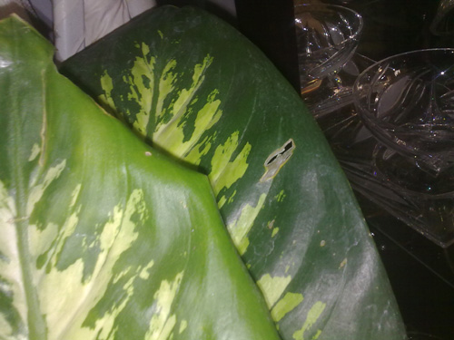 تصویر پرسش و پاسخ گیاه