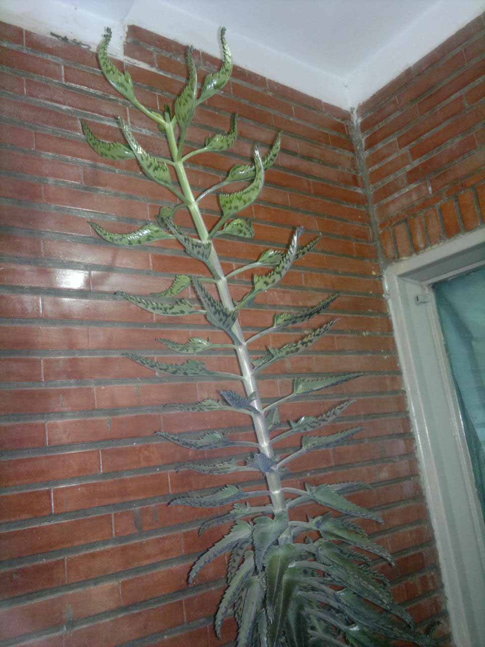 تصویر پرسش و پاسخ گیاه