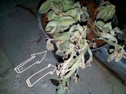 خشک شدن گلدون