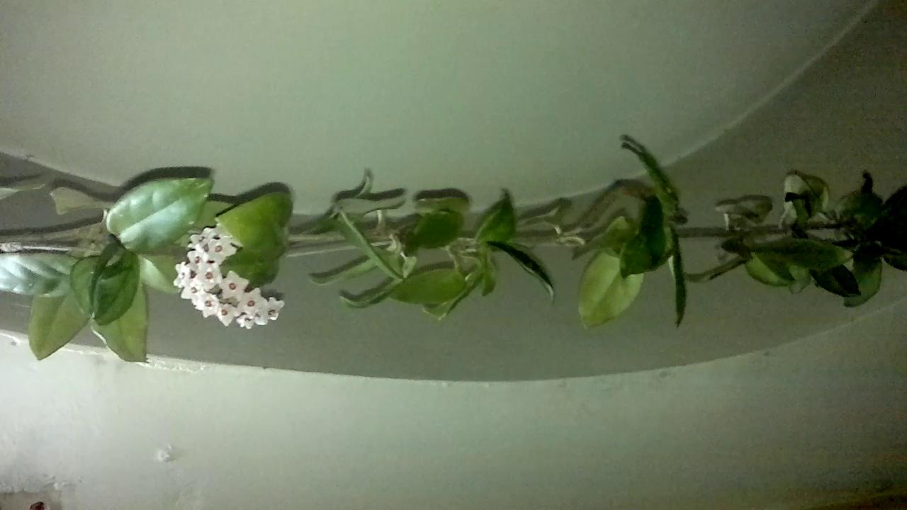 تصویر پرسش و پاسخ گیاه