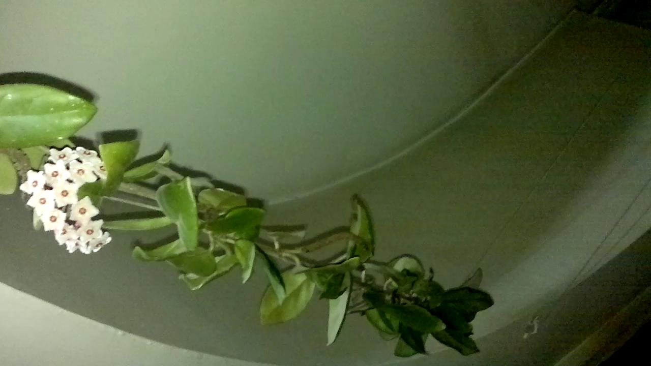 تصویر پرسش و پاسخ گیاه
