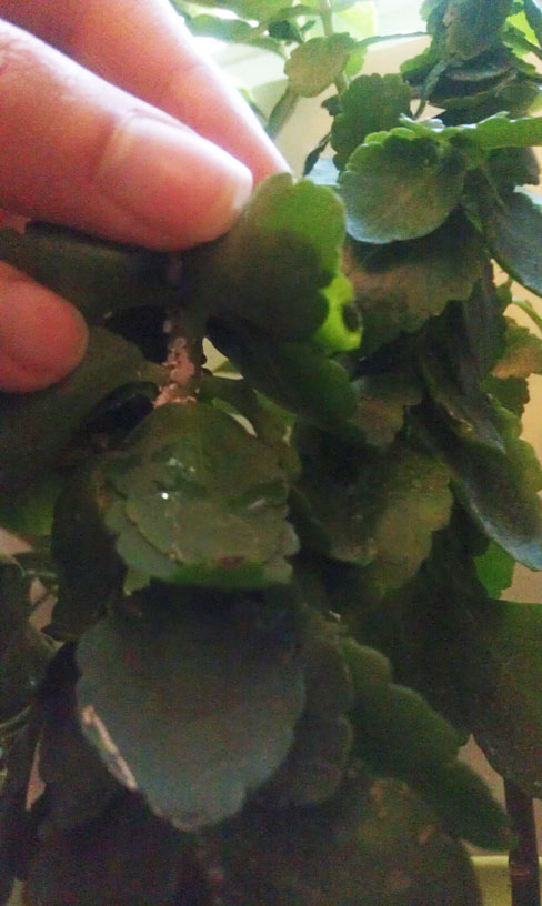 تصویر پرسش و پاسخ گیاه