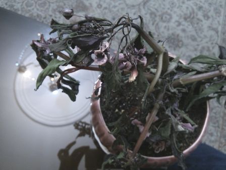 تصویر پرسش و پاسخ گیاه