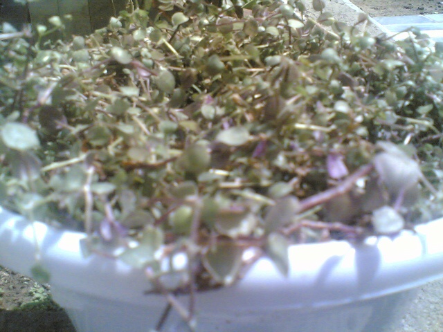 تصویر پرسش و پاسخ گیاه