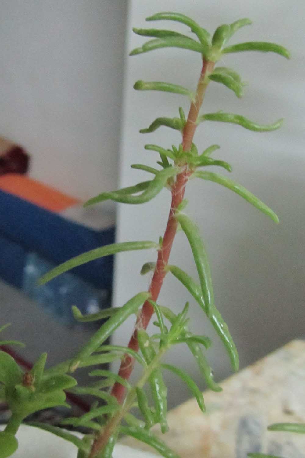 تصویر پرسش و پاسخ گیاه