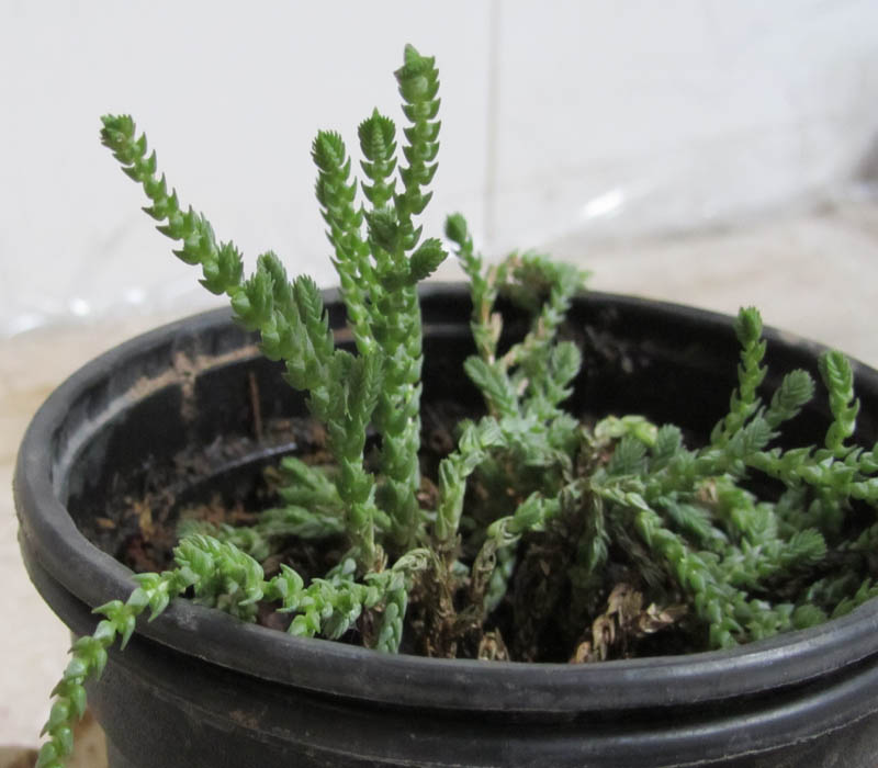 تصویر پرسش و پاسخ گیاه