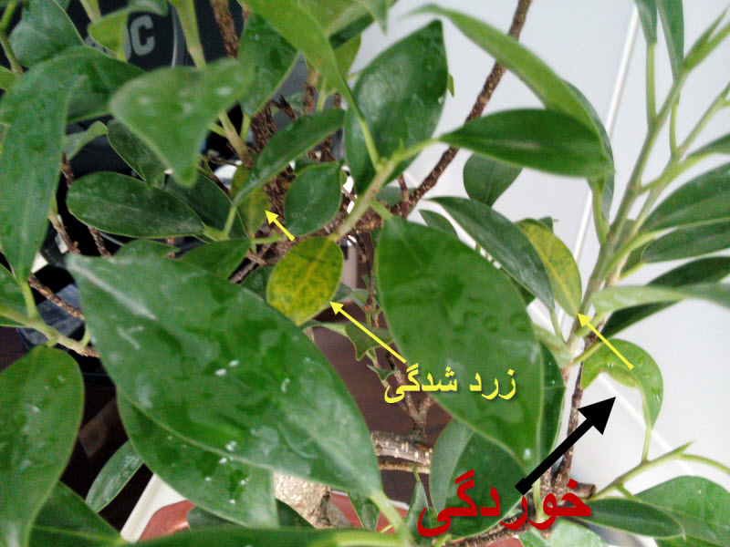 تصویر پرسش و پاسخ گیاه