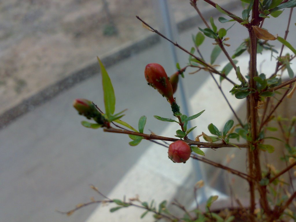 تصویر پرسش و پاسخ گیاه