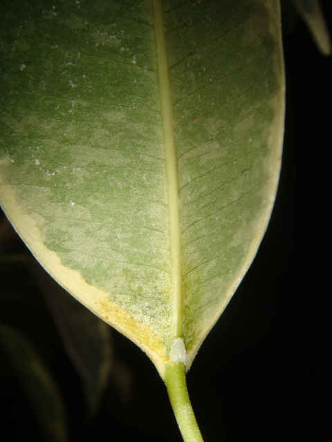 تصویر پرسش و پاسخ گیاه