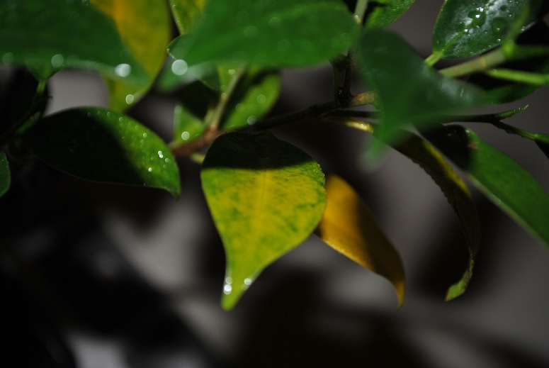 تصویر پرسش و پاسخ گیاه