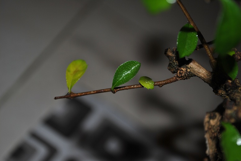 تصویر پرسش و پاسخ گیاه