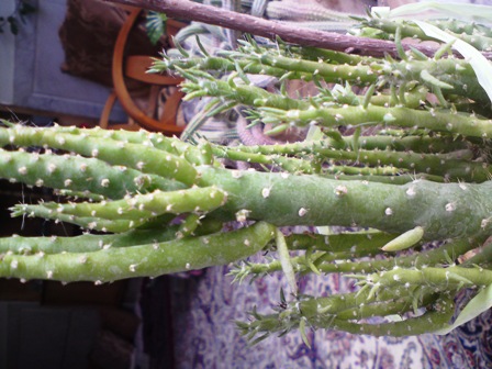 تصویر پرسش و پاسخ گیاه