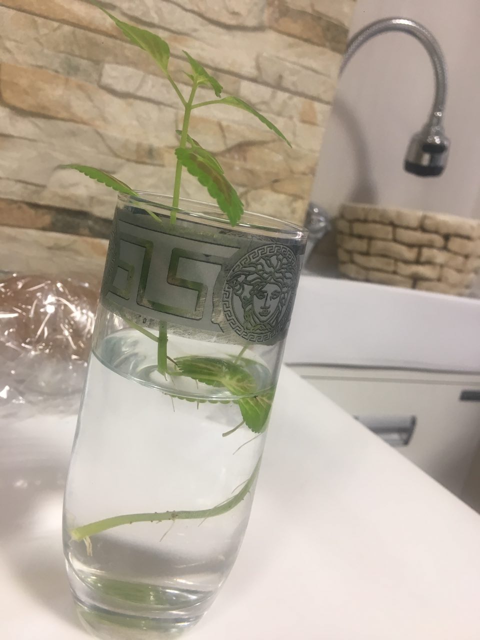 تصویر پرسش و پاسخ گیاه