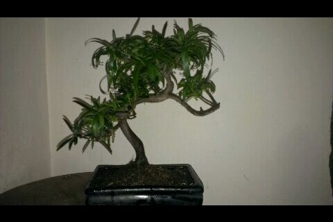 تصویر پرسش و پاسخ گیاه