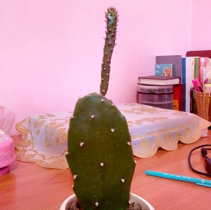 تصویر پرسش و پاسخ گیاه