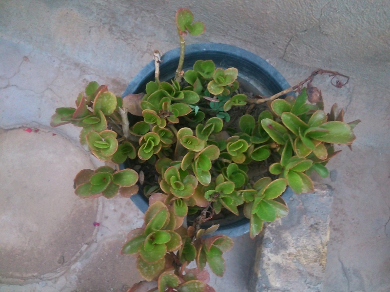 تصویر ارسالی کاربر