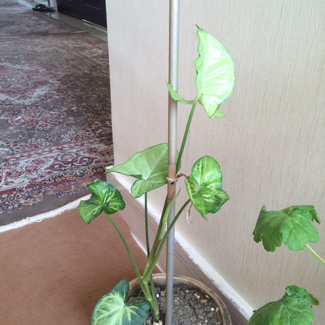تصویر پرسش و پاسخ گیاه