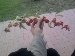 تصویر پرسش و پاسخ گیاه