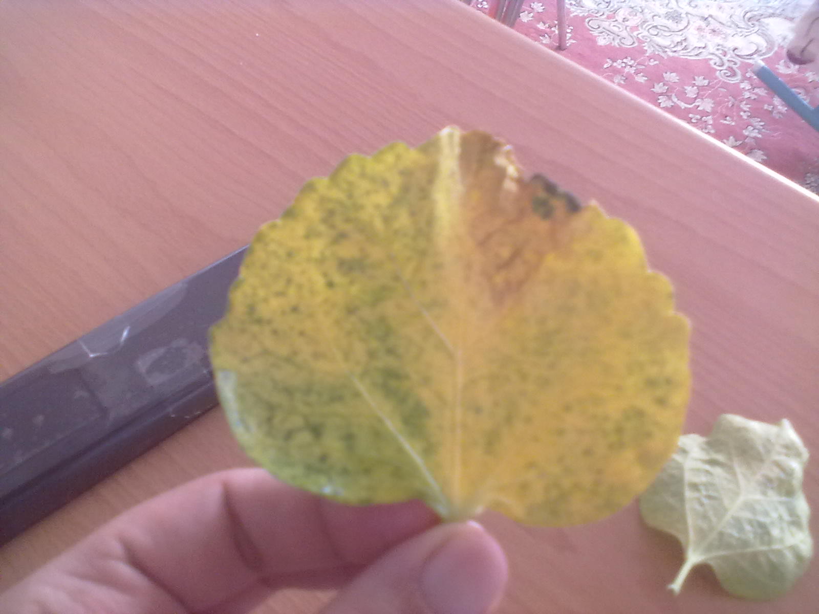 تصویر پرسش و پاسخ گیاه