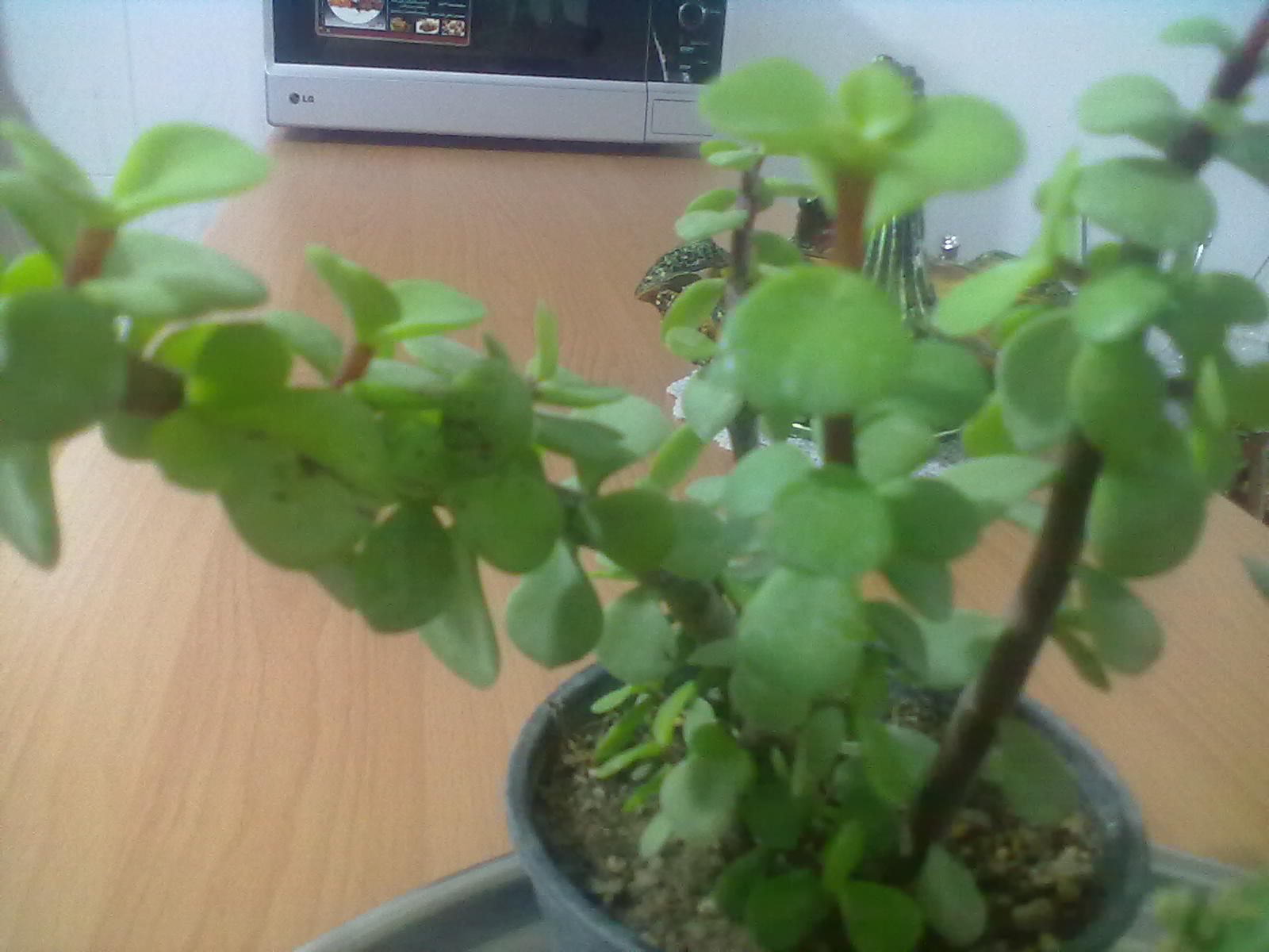 تصویر پرسش و پاسخ گیاه