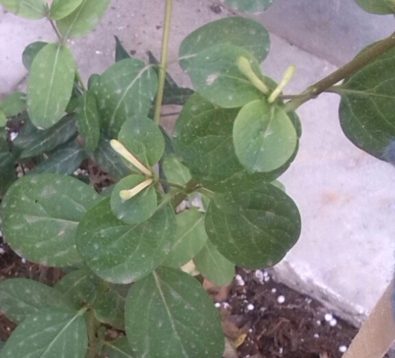 تصویر پرسش و پاسخ گیاه