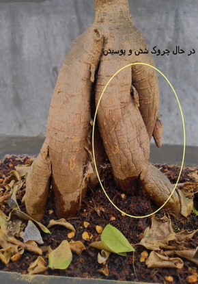 تصویر پرسش و پاسخ گیاه