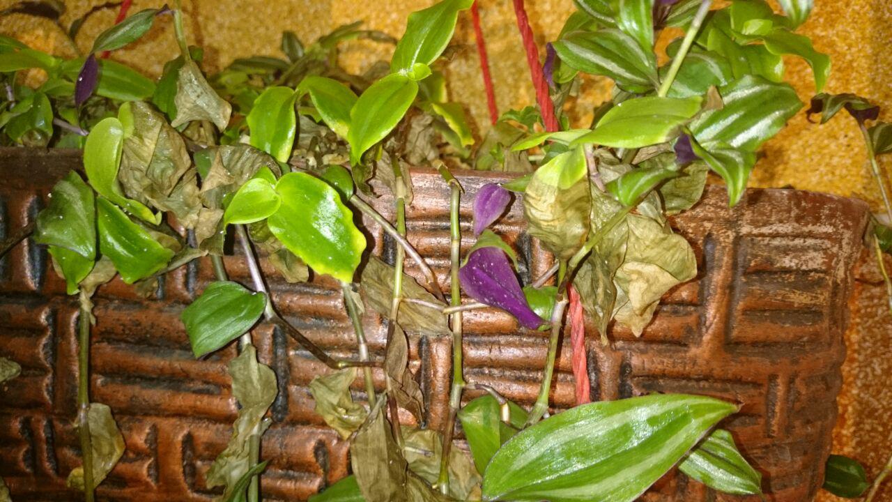 تصویر ارسالی کاربر