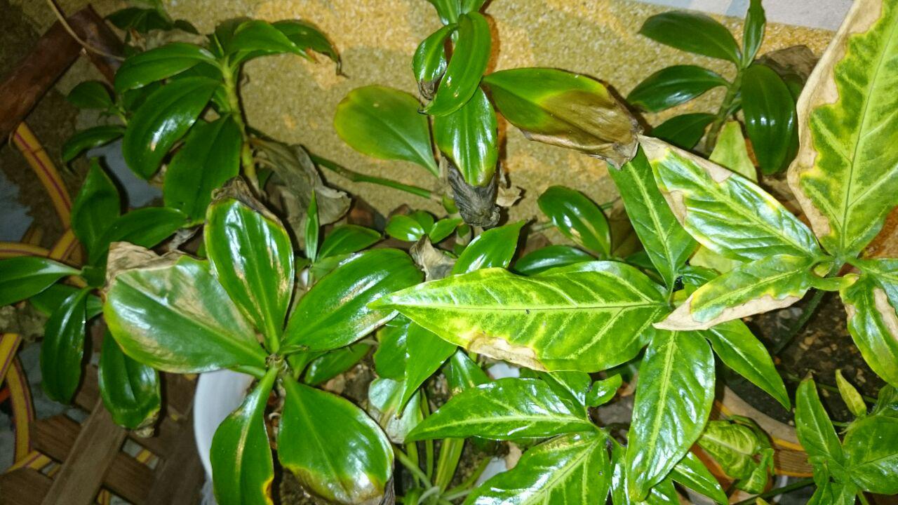 تصویر ارسالی کاربر