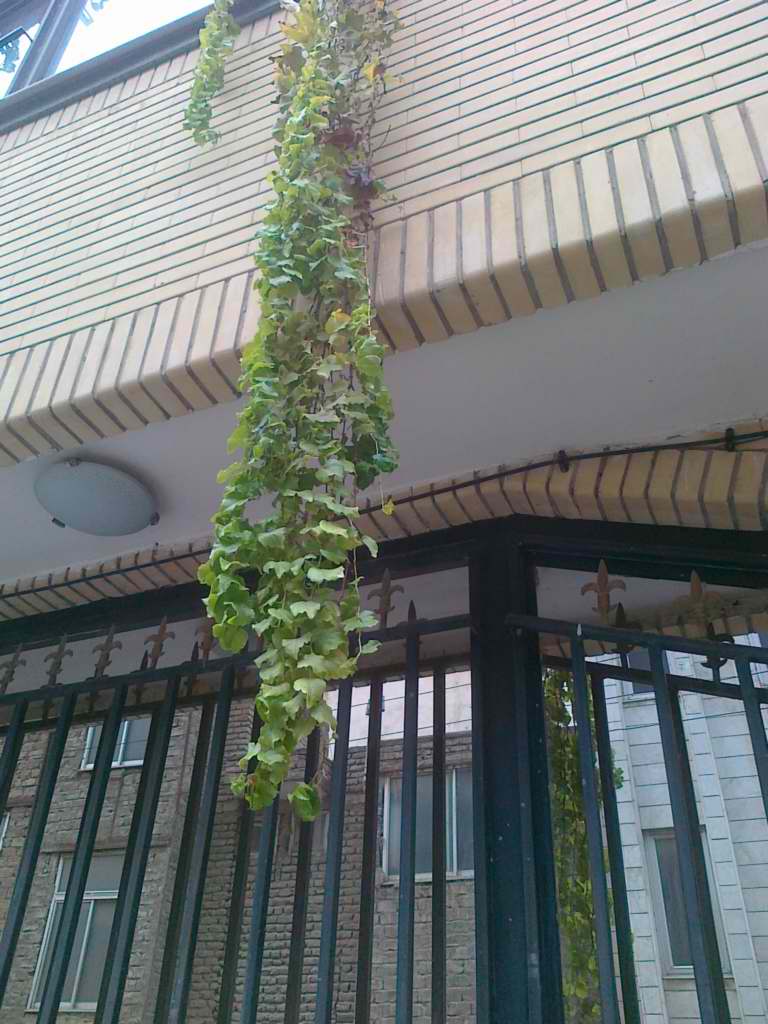 تصویر پرسش و پاسخ گیاه