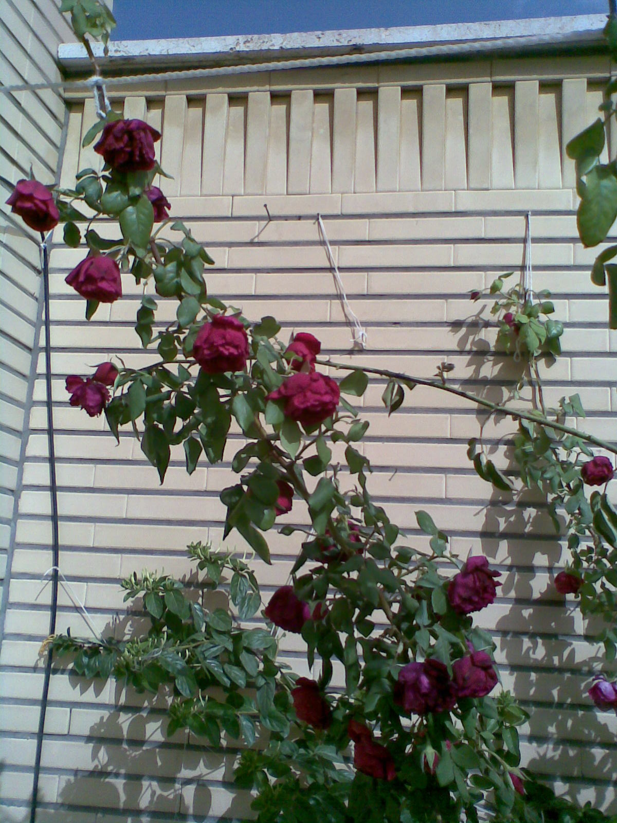 تصویر پرسش و پاسخ گیاه