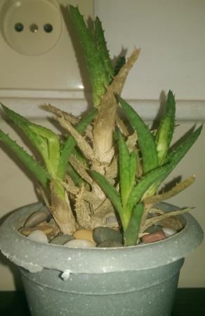 تصویر پرسش و پاسخ گیاه