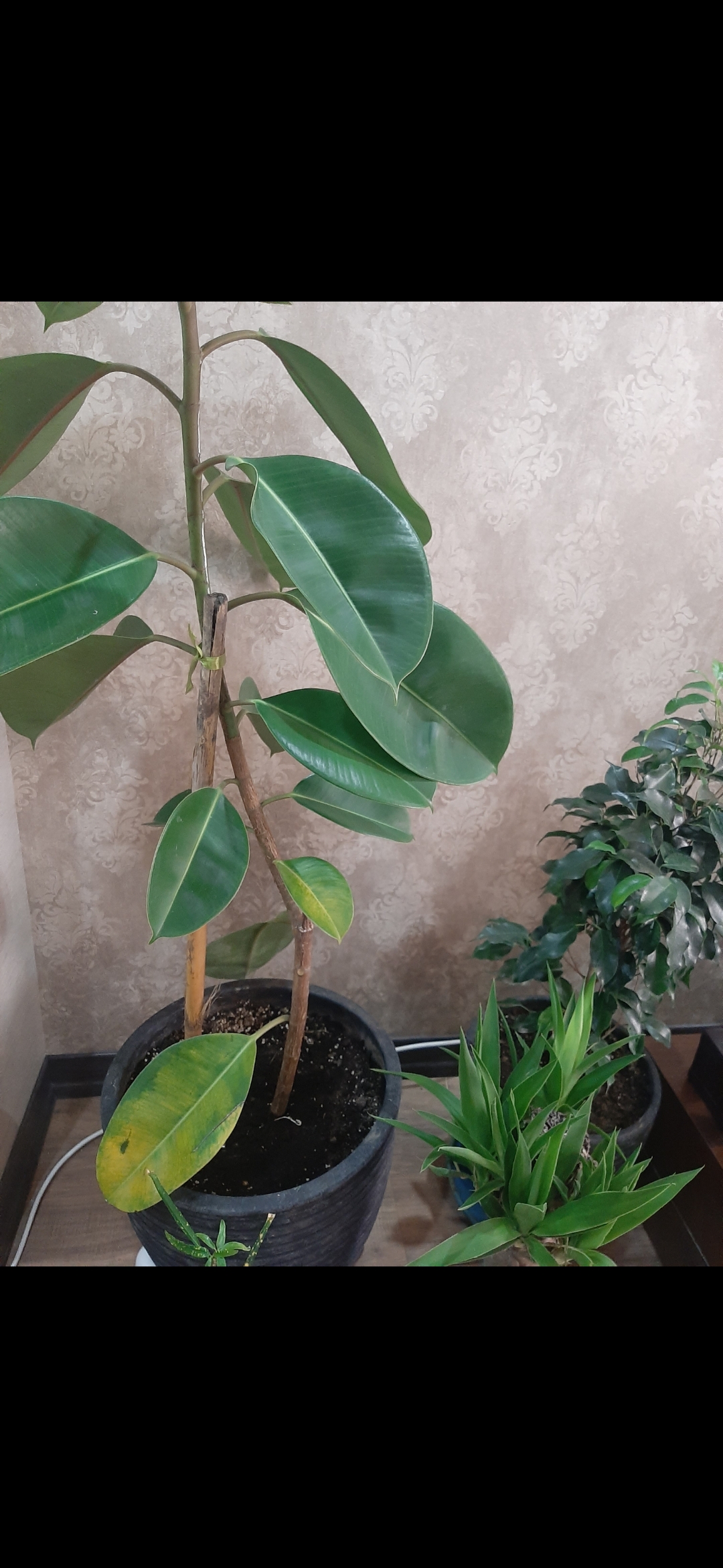 تصویر پرسش و پاسخ گیاه