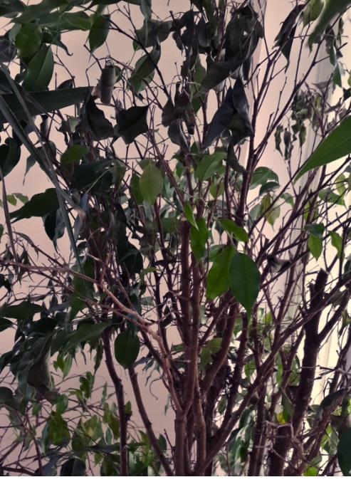 تصویر پرسش و پاسخ گیاه