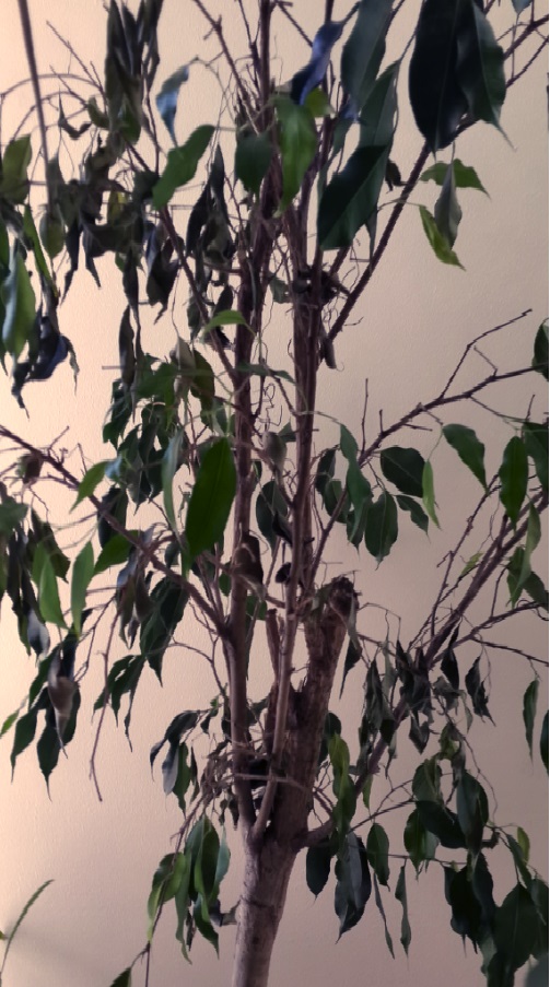 تصویر پرسش و پاسخ گیاه