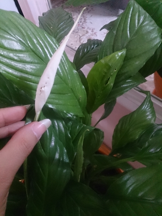 تصویر پرسش و پاسخ گیاه
