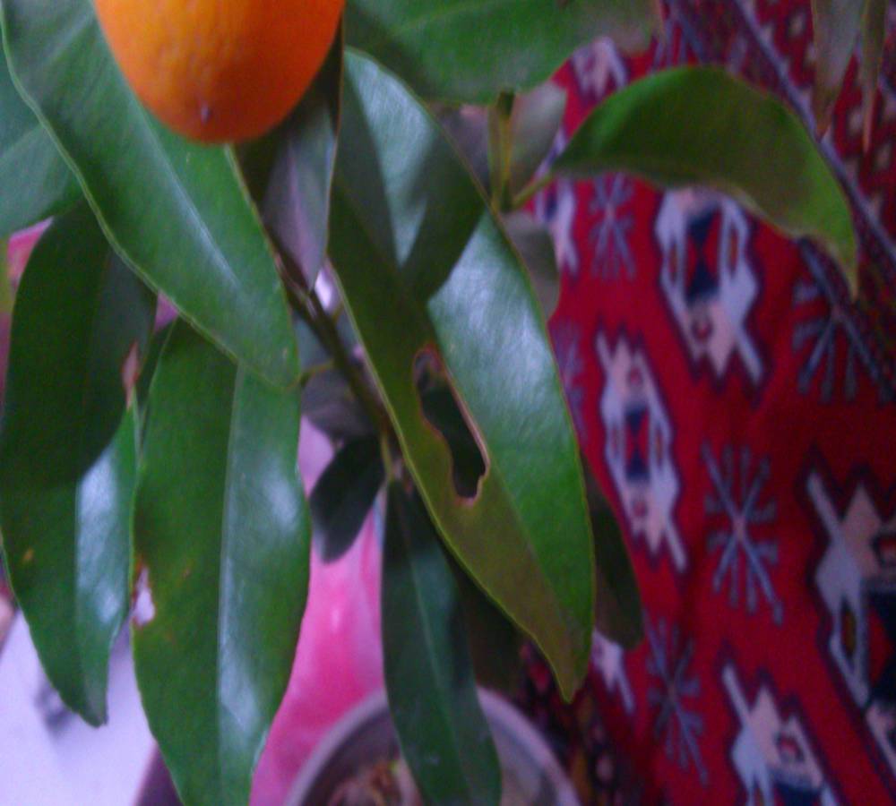 تصویر پرسش و پاسخ گیاه