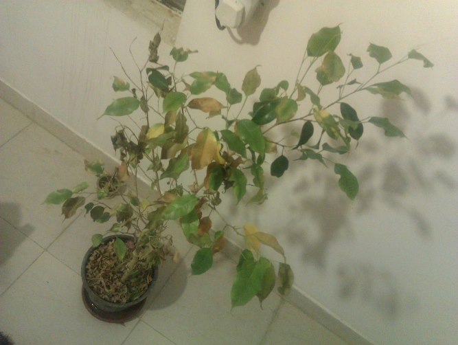 تصویر پرسش و پاسخ گیاه