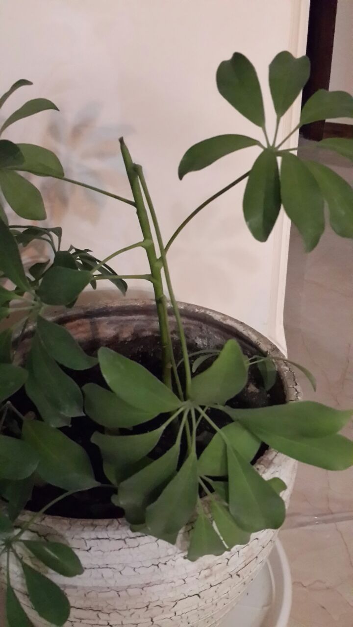 تصویر پرسش و پاسخ گیاه