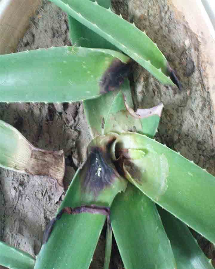 تصویر پرسش و پاسخ گیاه
